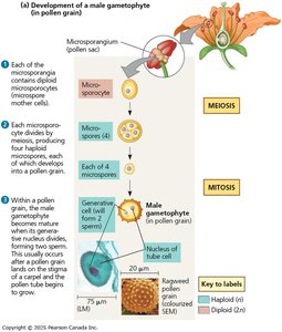 Development of male gametophyte (pollen grain)