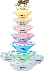 Hierarchical classification pyramid