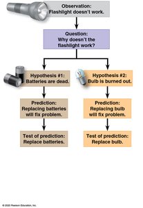 Expanded flowchart of hypothesis, prediction, and experiment