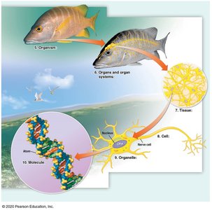 Levels of biological organization from molecule to organism