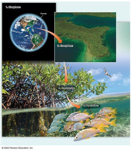 Levels of biological organization from ecosystem to biosphere