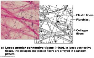 Loose areolar connective tissue micrograph and diagram