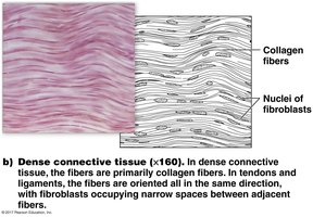 Dense connective tissue micrograph and diagram
