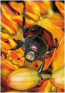 Insect exoskeleton on flower