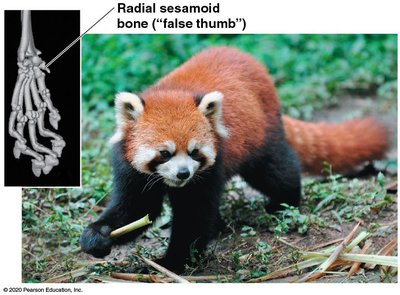 Red panda forelimb bones adapted for grasping