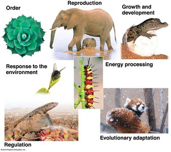 Seven properties of life