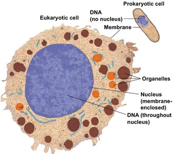 Eukaryotic vs. prokaryotic cell structure