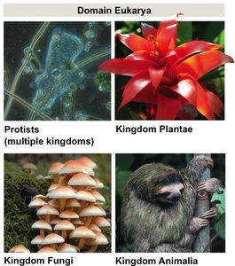 Domain Eukarya: protists, plants, fungi, animals