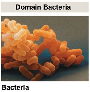 Domain Bacteria