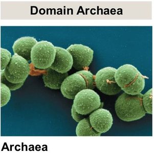 Domain Archaea