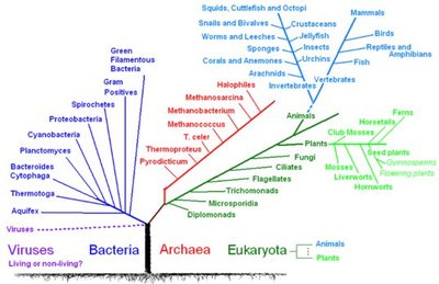 Phylogenetic tree of life