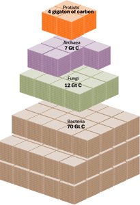 Biological hierarchy from atom to biosphere