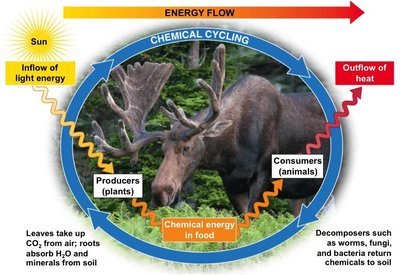 Energy flow and chemical cycling in an ecosystem