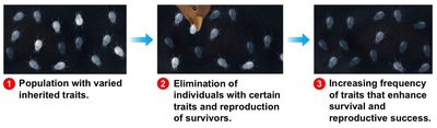 Population with varied inherited traits, elimination, and increasing frequency of traits