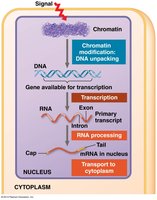 Stages of gene expression regulation from chromatin modification to mRNA transport