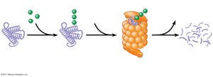 Diagram of protein degradation by ubiquitin and proteasome