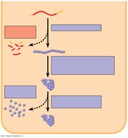Diagram showing mRNA translation and degradation in the cytoplasm