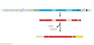 Diagram of alternative RNA splicing