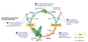 alternation of generations diagram