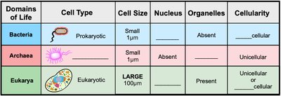 Table comparing domains of life: cell type, nucleus, organelles, cell size, cellularity