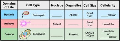 Table comparing domains of life: cell type, nucleus, membrane-bounded organelles