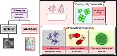 Diagram showing extremophilic archaea