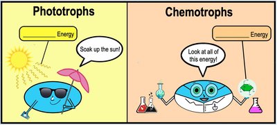 Diagram of nutritional factors of microbial growth
