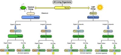 Diagram of nutritional diversity among microbes