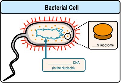 Bacterial cell with DNA and ribosome