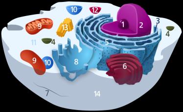 Eukaryotic cell diagram with organelles