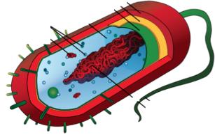 Table comparing domains of life: cell type, nucleus, organelles