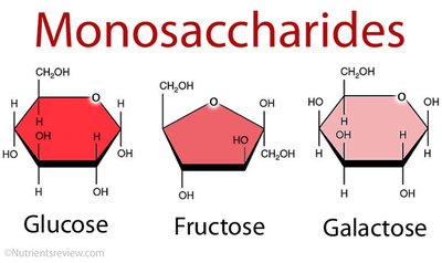 Monosaccharides: Glucose, Fructose, Galactose