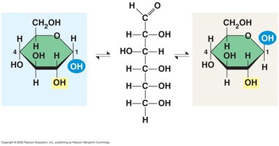 Alpha and beta glucose ring structures