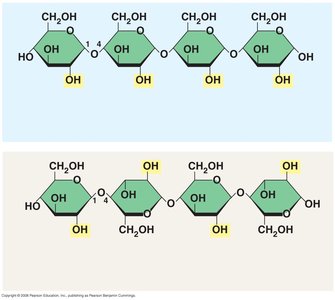 Starch and cellulose linkage comparison