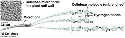 Layers of cellulose chains