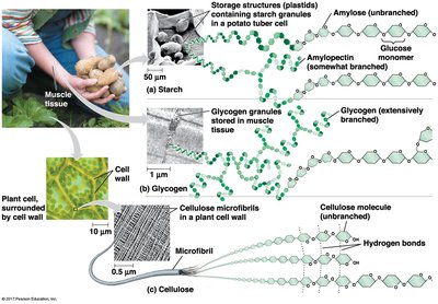 Cellulose microfibrils and hydrogen bonding