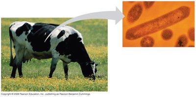 Cellulose-digesting prokaryotes in grazing animals