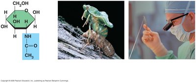 Chitin monomer, exoskeleton, and surgical thread