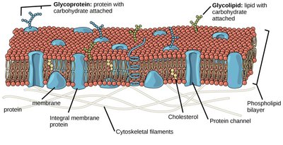 Role of sugars in cell surface interactions and disease