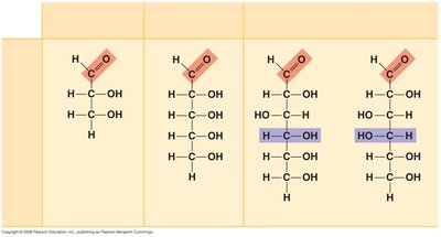 Classification of monosaccharides by carbonyl group and carbon number