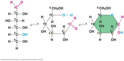 Linear and ring forms of glucose