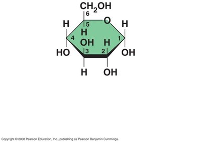 Abbreviated ring structure of glucose