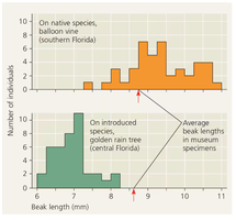 Histogram van snuitlengte bij zeepbeswantsen op verschillende plantensoorten
