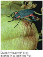 Zeepbeswants met snuit in balloon vine fruit