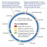 Chromosoomkaart van S. aureus met resistentiegenen