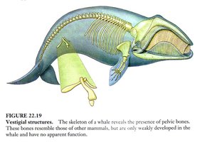 Bekkenbotten bij een walvis