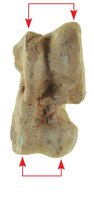 Fossiel van Pakicetus