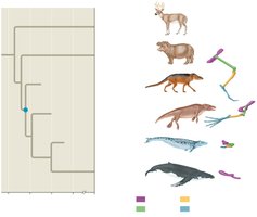 Evolutionaire stamboom van walvissen en evenhoevigen