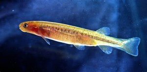 Galaxiidae vis