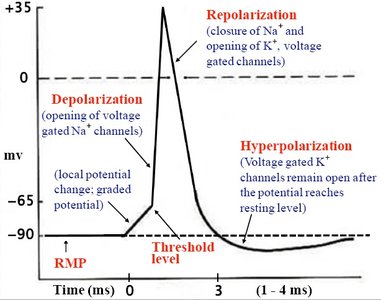 Action potential graph showing depolarization and repolarization